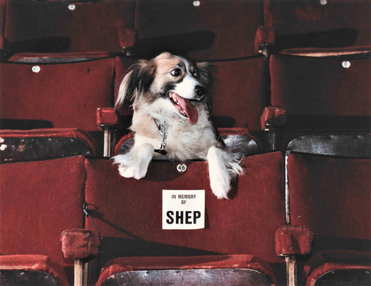Ref 1039 - Dog at the Tron Theatre
